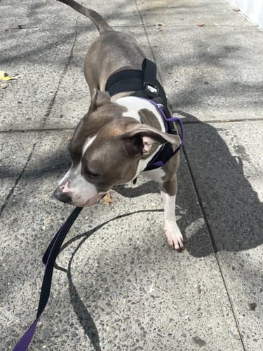 Customer photo review of Bully Proof Set Leash + Collar