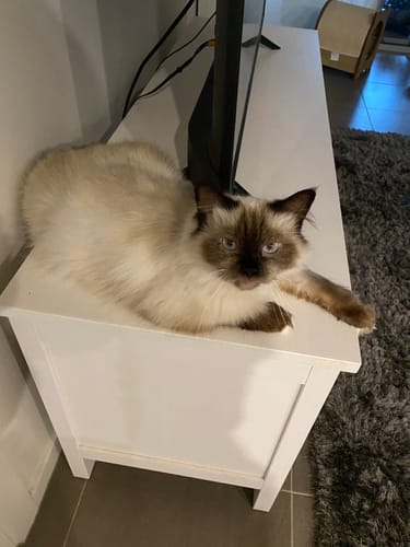 Customer photo review of EXTRABAG