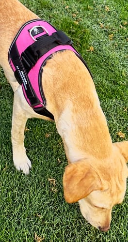 Customer photo review of No-Pull Paw Harness™ (Get Free Leash)