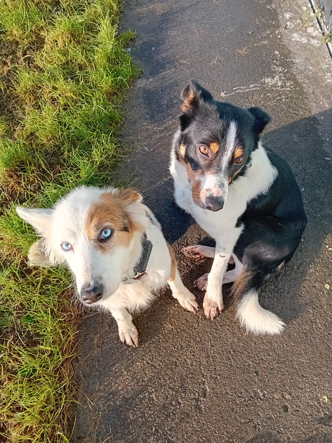 Customer photo review of GPS Dog Fence F8 | for Medium and Large dogs