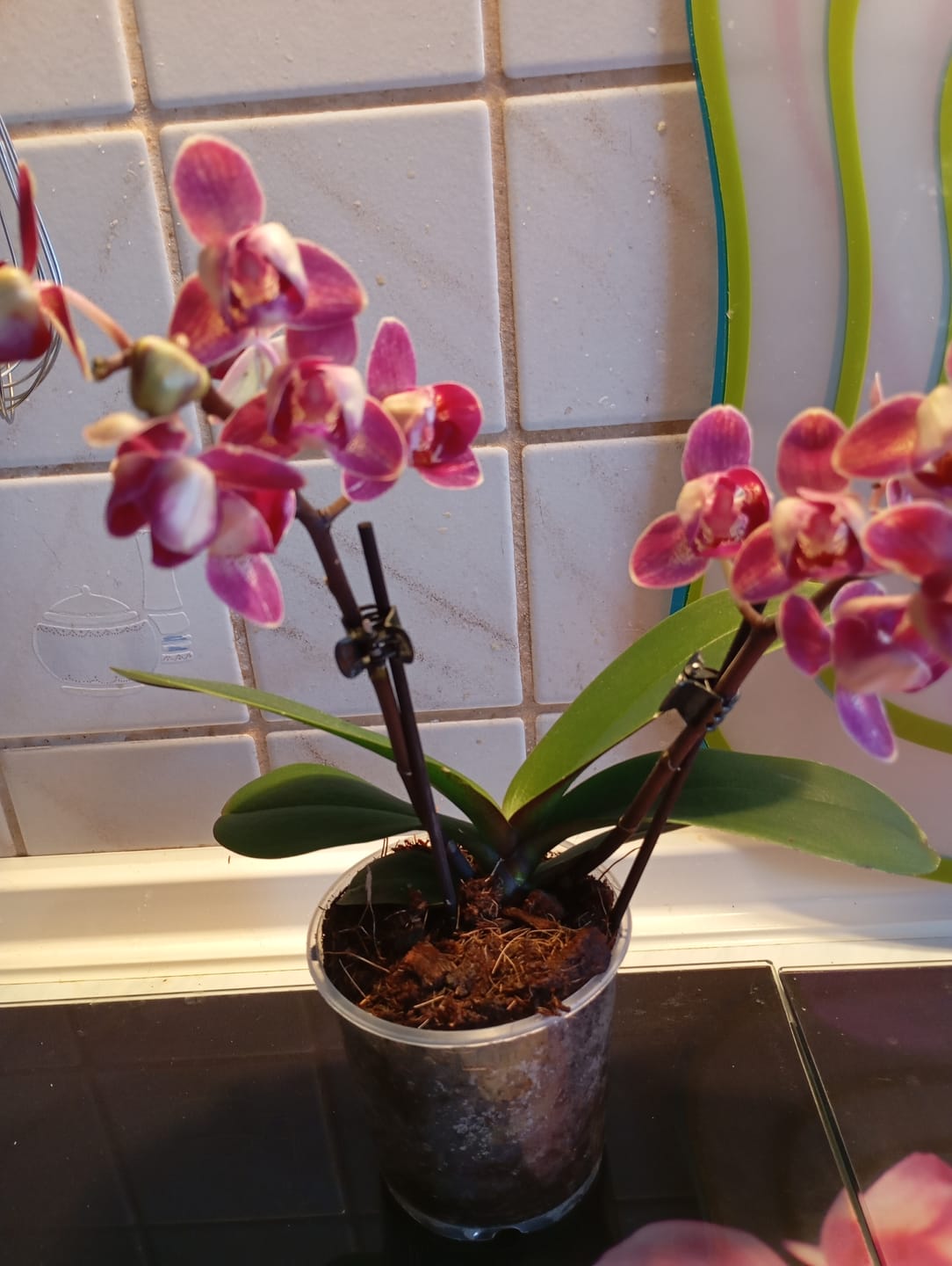 Customer photo review of Pelorische Orchidee Table Dance Chamonix mit weinroten Blüten und 2+ Rispen