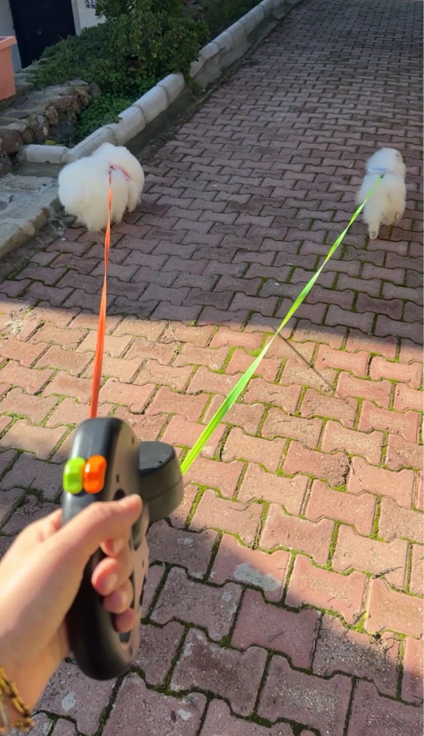 Customer photo review of Double laisse rétractable anti-emmêlement