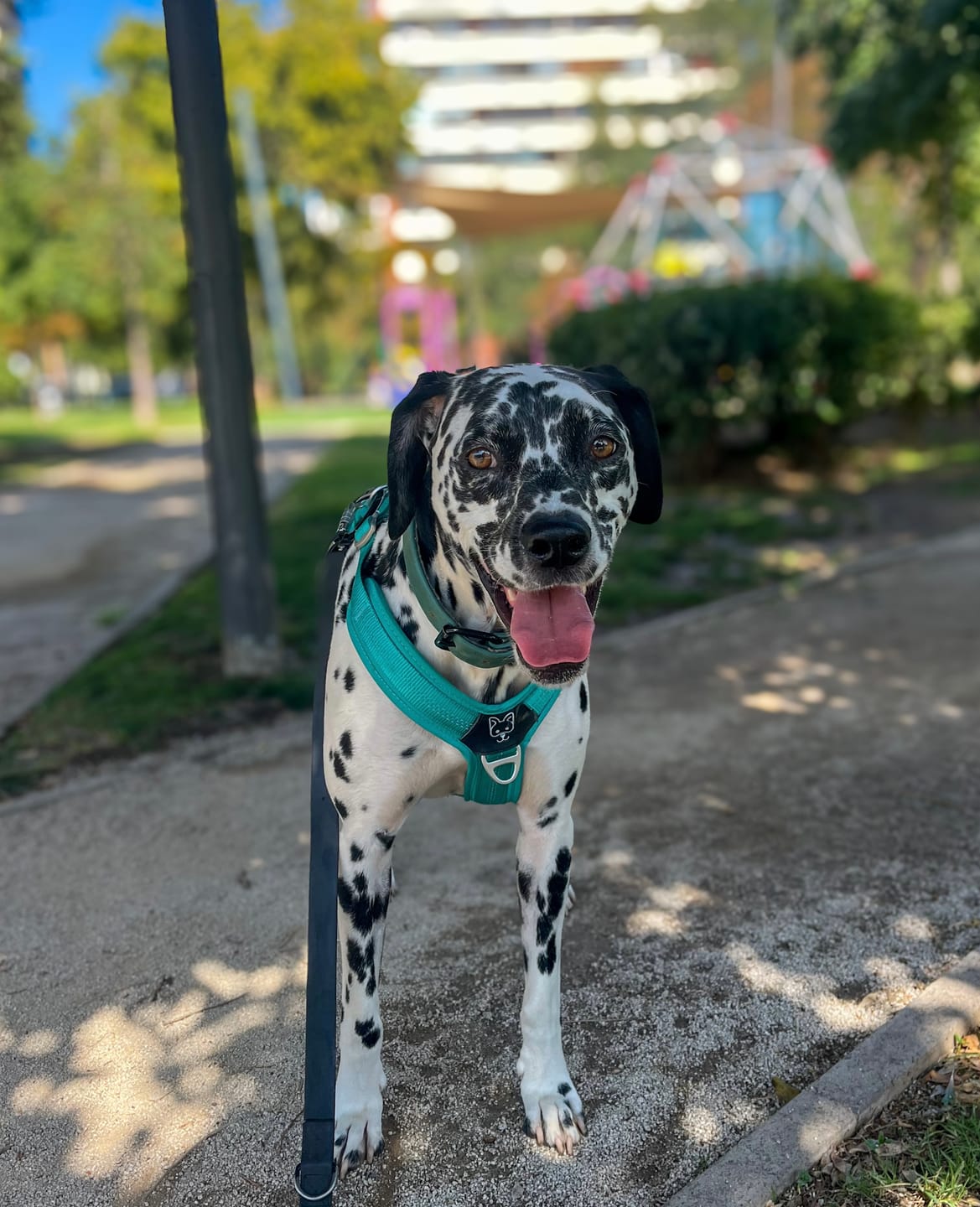 Customer photo review of Correa Multienganche para Perros  | PVC | 3 mts | Black