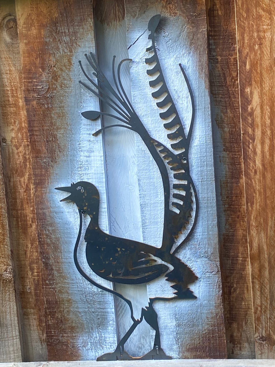 Customer photo review of Superb Lyrebird