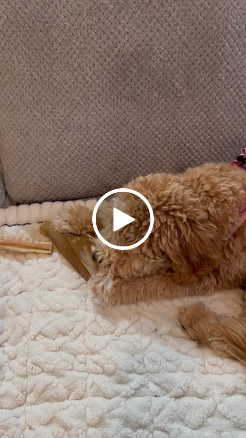 Customer video review of Bully Bunches Puppy Pack