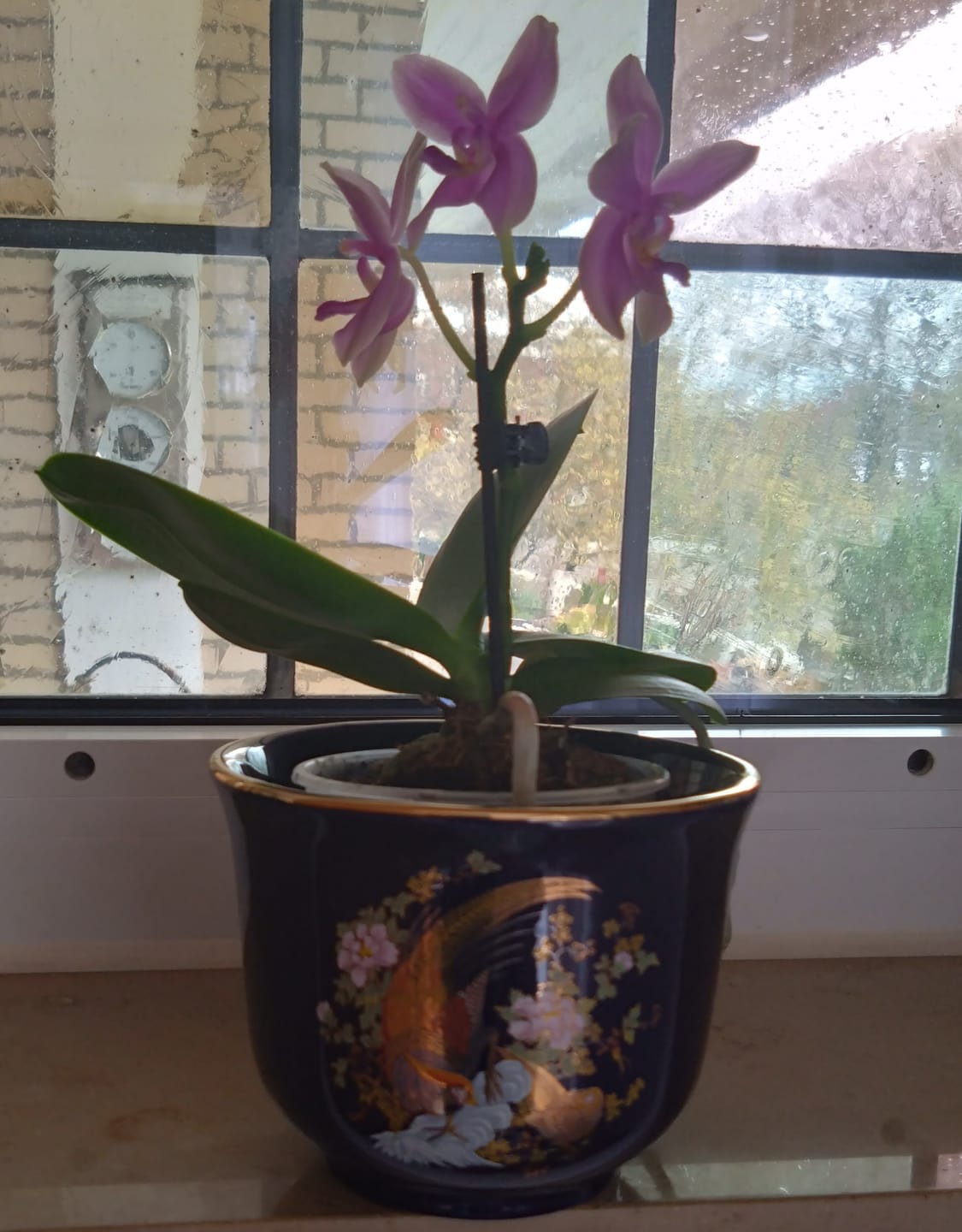 Customer photo review of Duftorchidee Love Potion mit lila Blüten und 1 Rispen