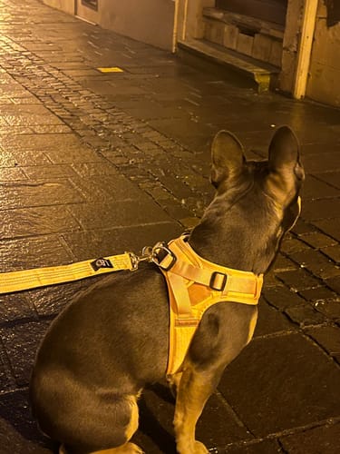 Customer photo review of Boomerang Harness - XS-M Breeds - Pink