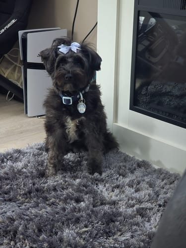 Customer photo review of Disney© Waterproof Collar - Eeyore