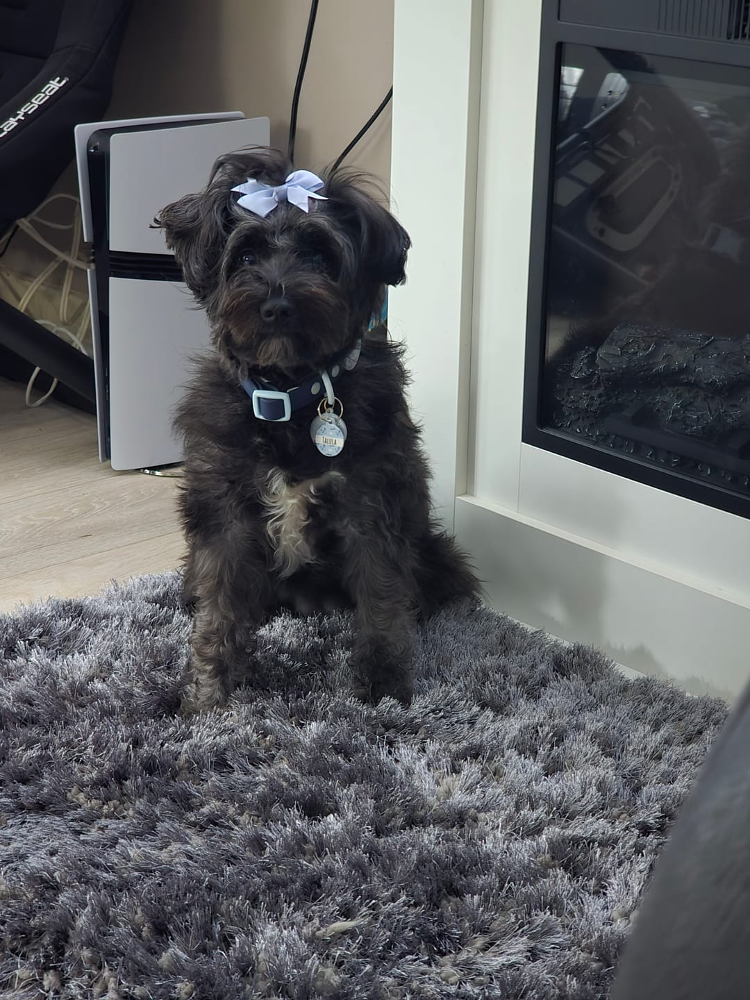 Customer photo review of Disney© Waterproof Collar - Eeyore