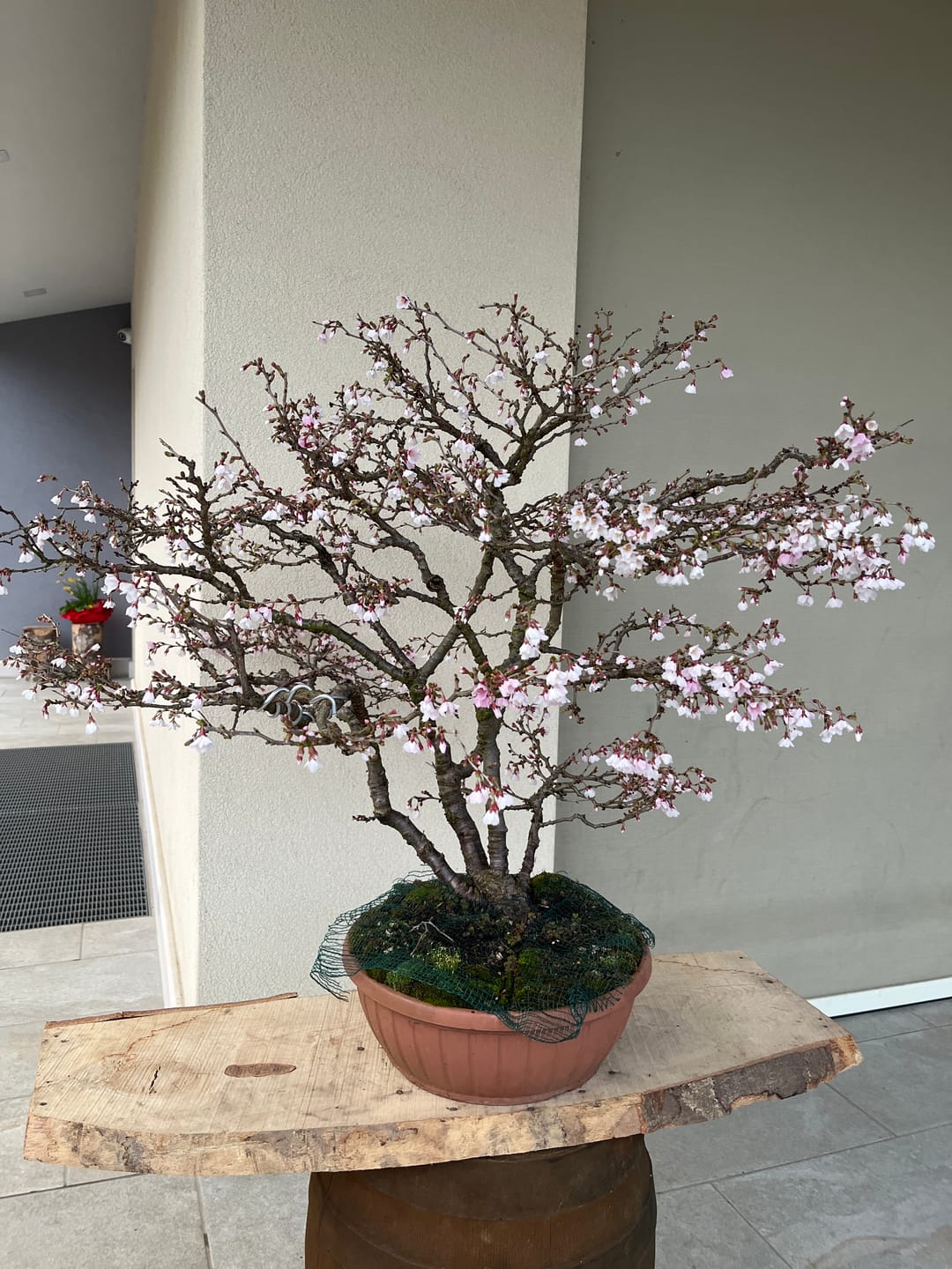 Customer photo review of PROTOCOLLO NUCLEARE CB®