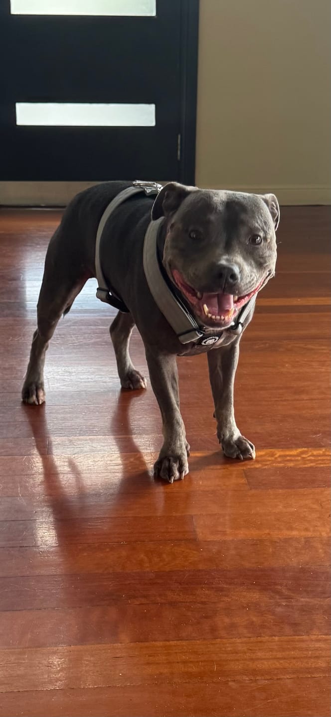 Customer photo review of Training Anti Pull TRI-Harness® | M-XL Breeds - Metal Grey
