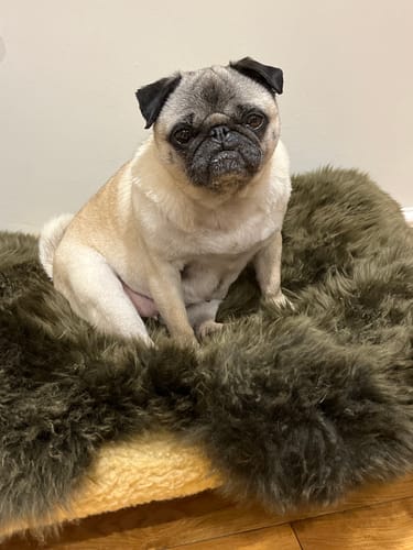 Justine B. review of Mole Sheepskin image 1 out of 1