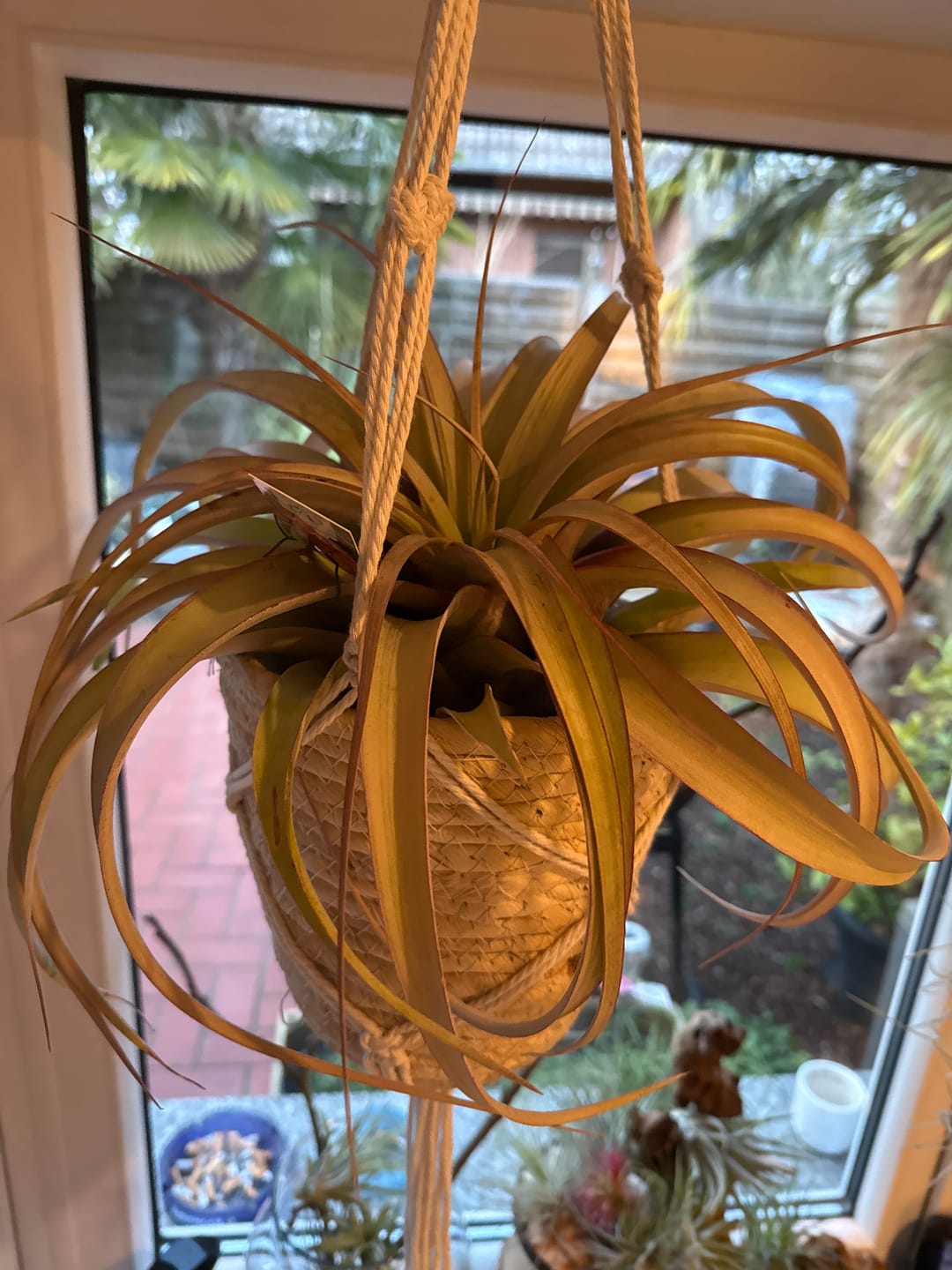 Customer photo review of Tillandsia xerographica