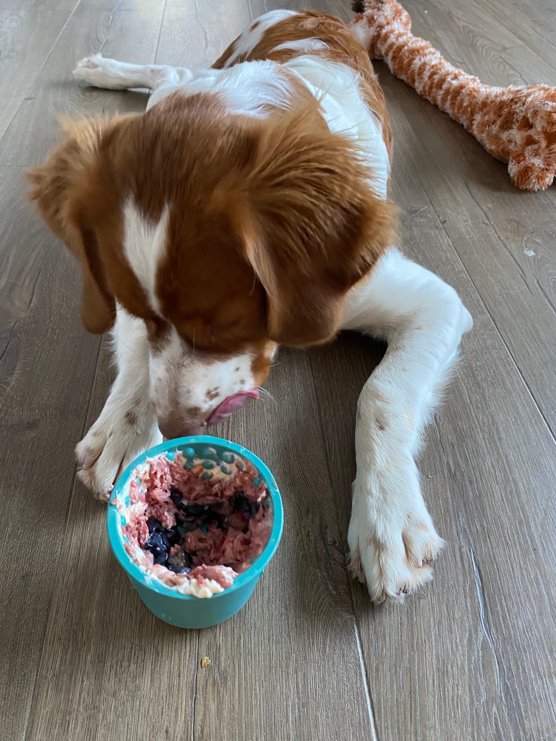 Customer photo review of Turkey for Dogs