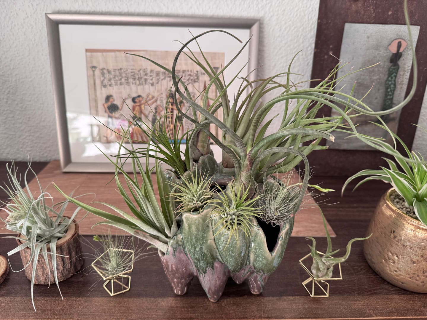 Customer photo review of Tillandsien Mix - B-Ware AKTION