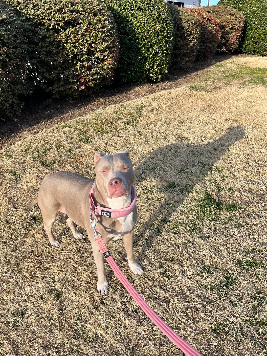 Customer photo review of 5cm Slip on Collar | Foam Padded - Pink
