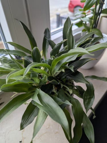 Customer photo review of Promenaea Sunlight mit gefleckten Blüten