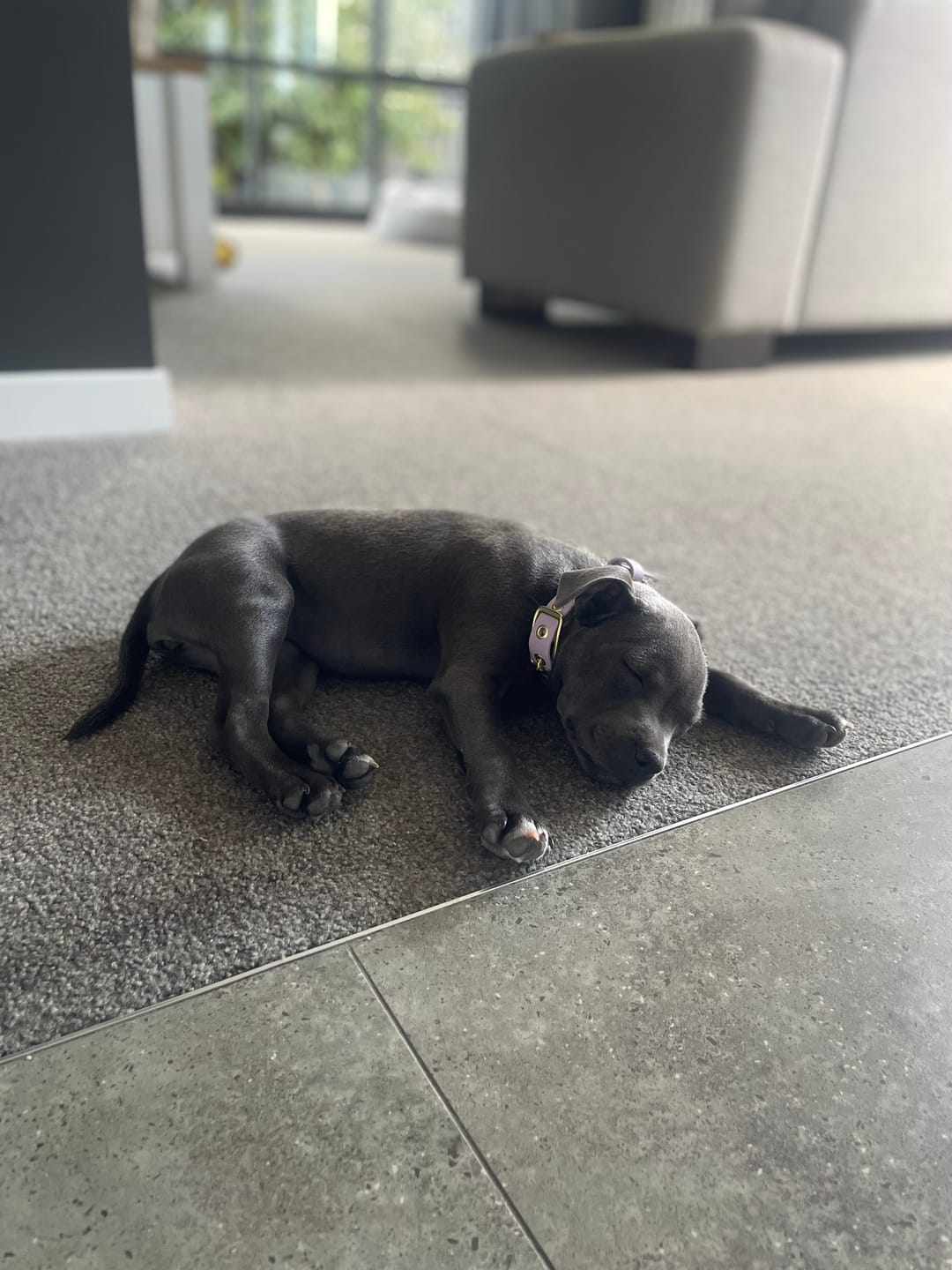 Customer photo review of Two Tone Classic Lead – Waterproof BioThane® Custom Dog Lead