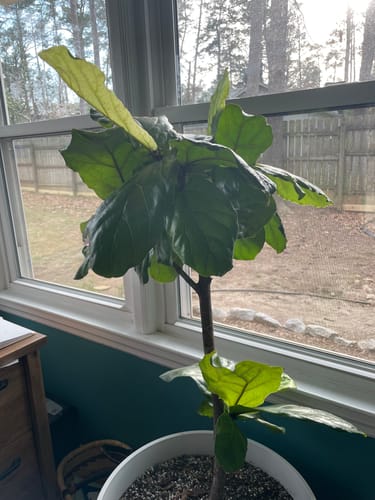 Customer photo review of Plant Food