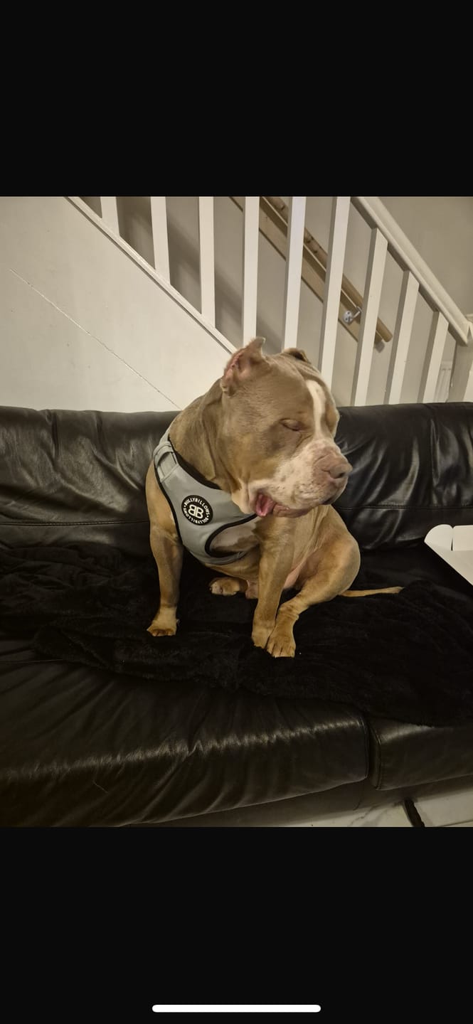 Customer photo review of Comfort Premium Harness | Non Restrictive - Metal Grey