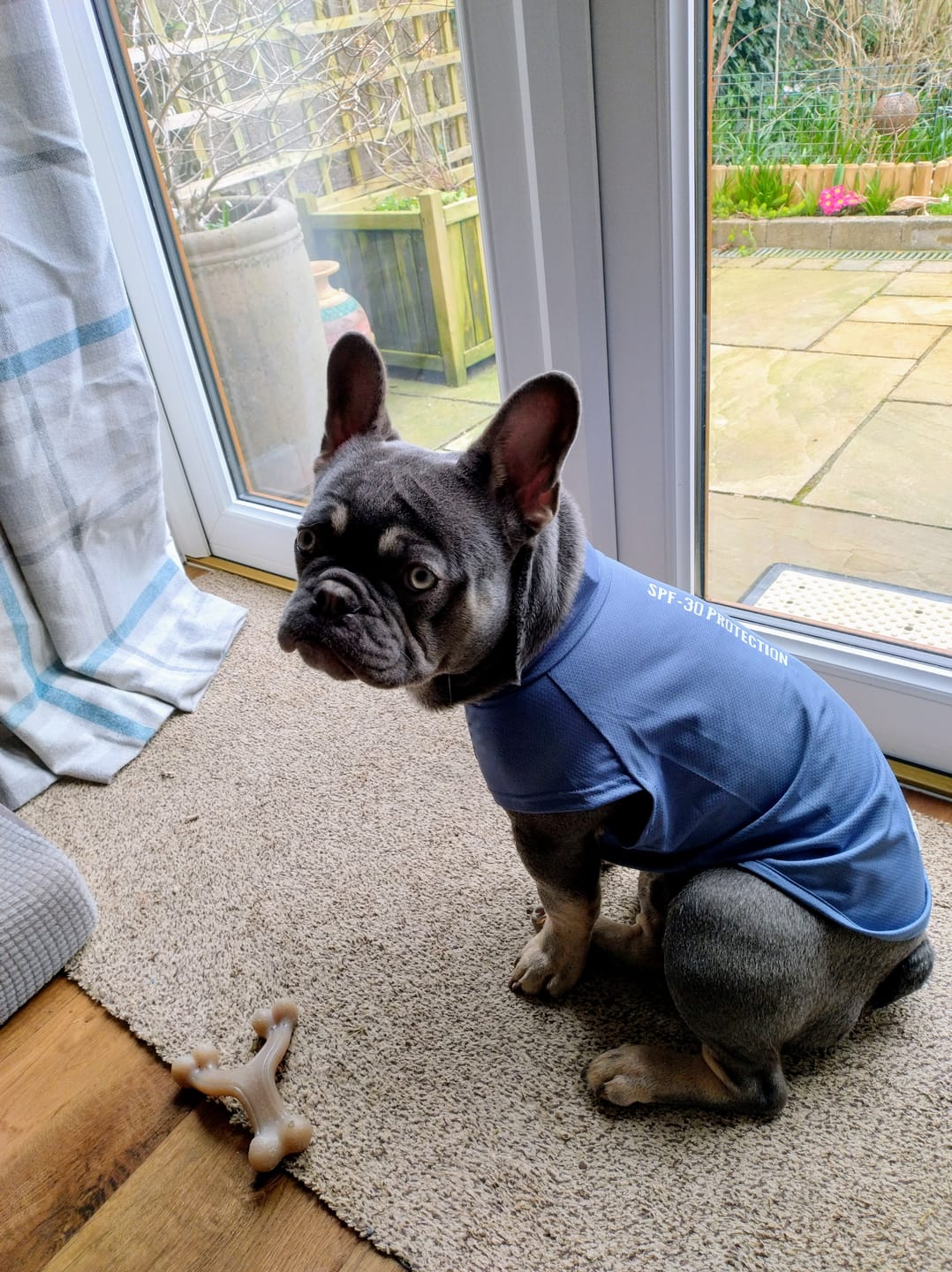 Customer photo review of Sunblock Dog T-Shirt - Navy Blue