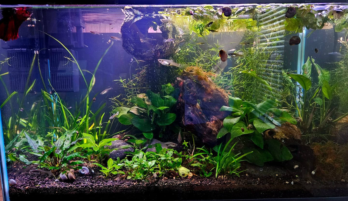 Customer photo review of Cryptocoryne Wendtii 'Green'
