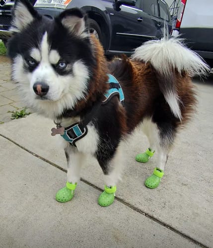 Customer photo review of WagWellies® Neon Green Mojave