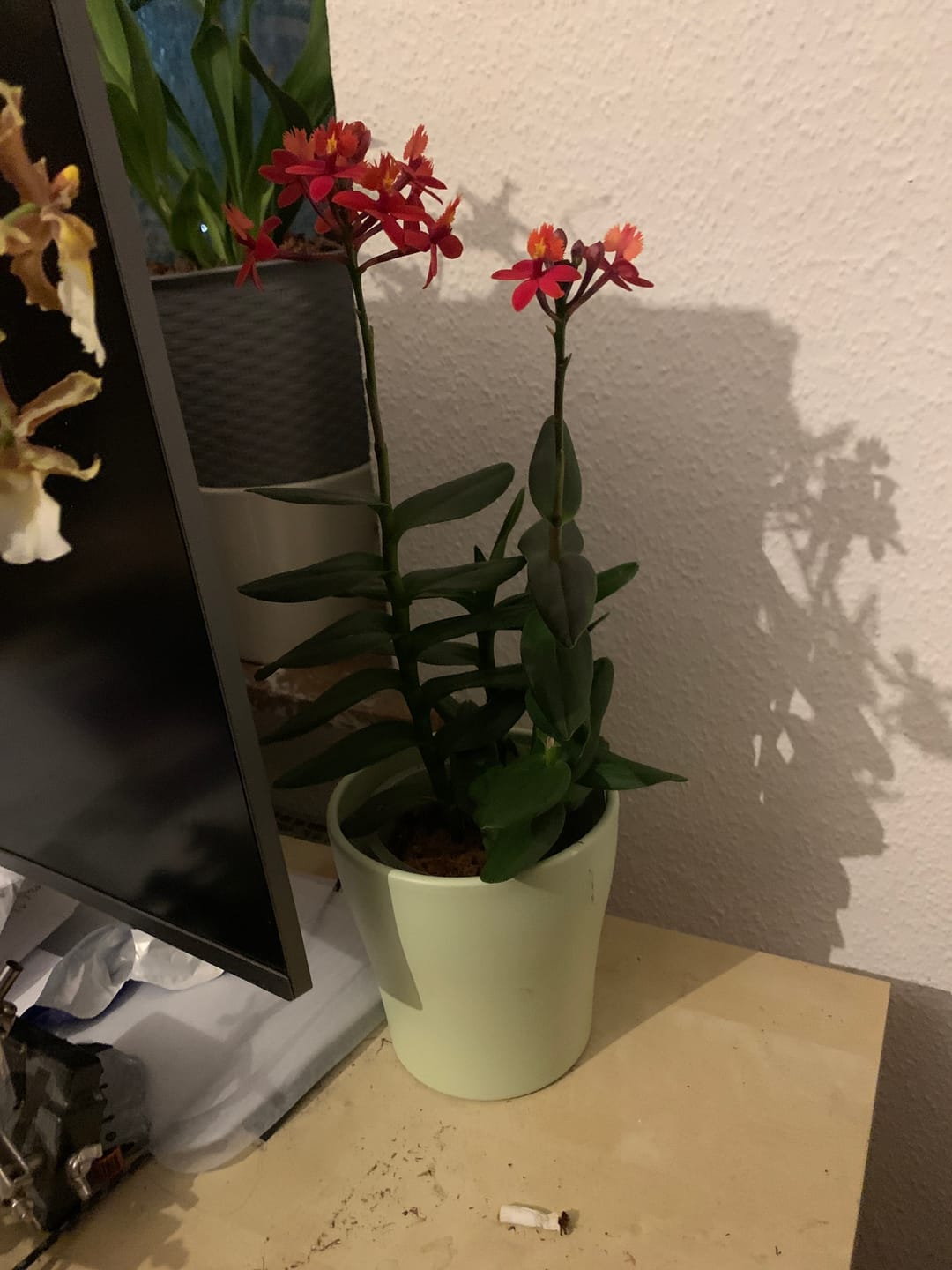 Customer photo review of Epidendrum Nordic Fire Dauerblüher mit orange-roten Blüten und 2 Rispen
