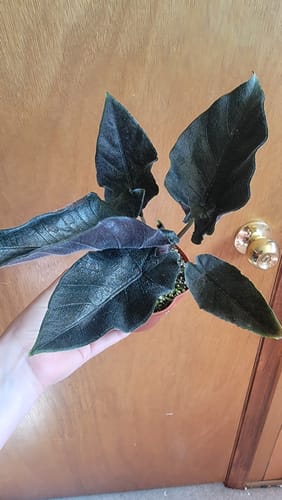 Customer photo review of Alocasia chienlii 'Antoro Velvet'