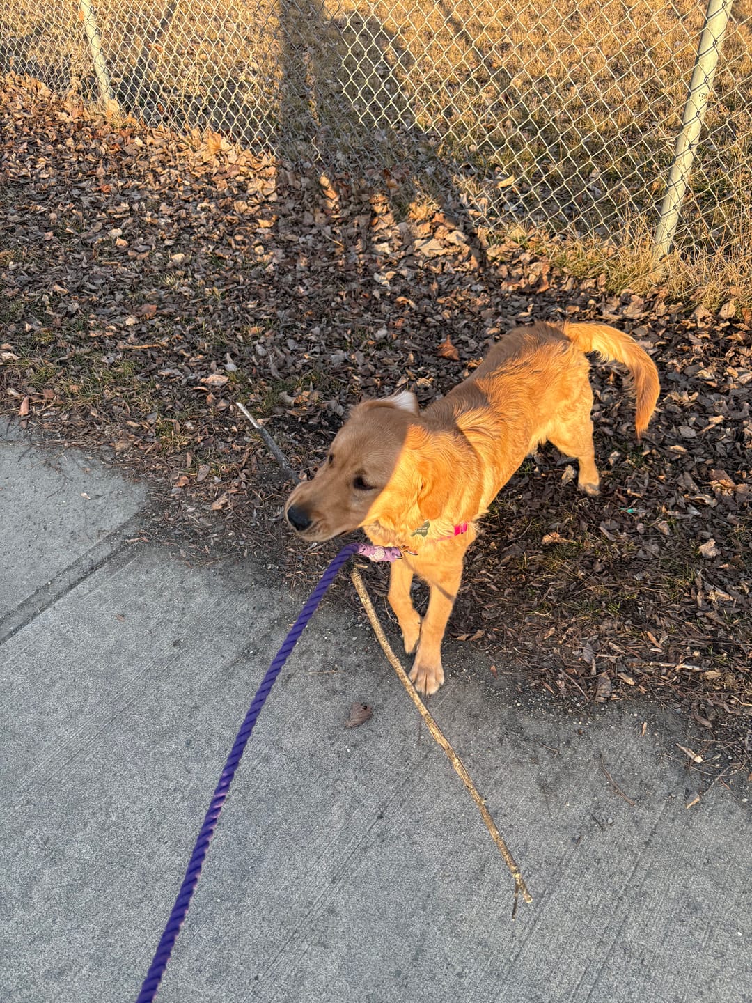 Customer photo review of 6-IN-1 Hands Free Cotton Rope Dog Leash