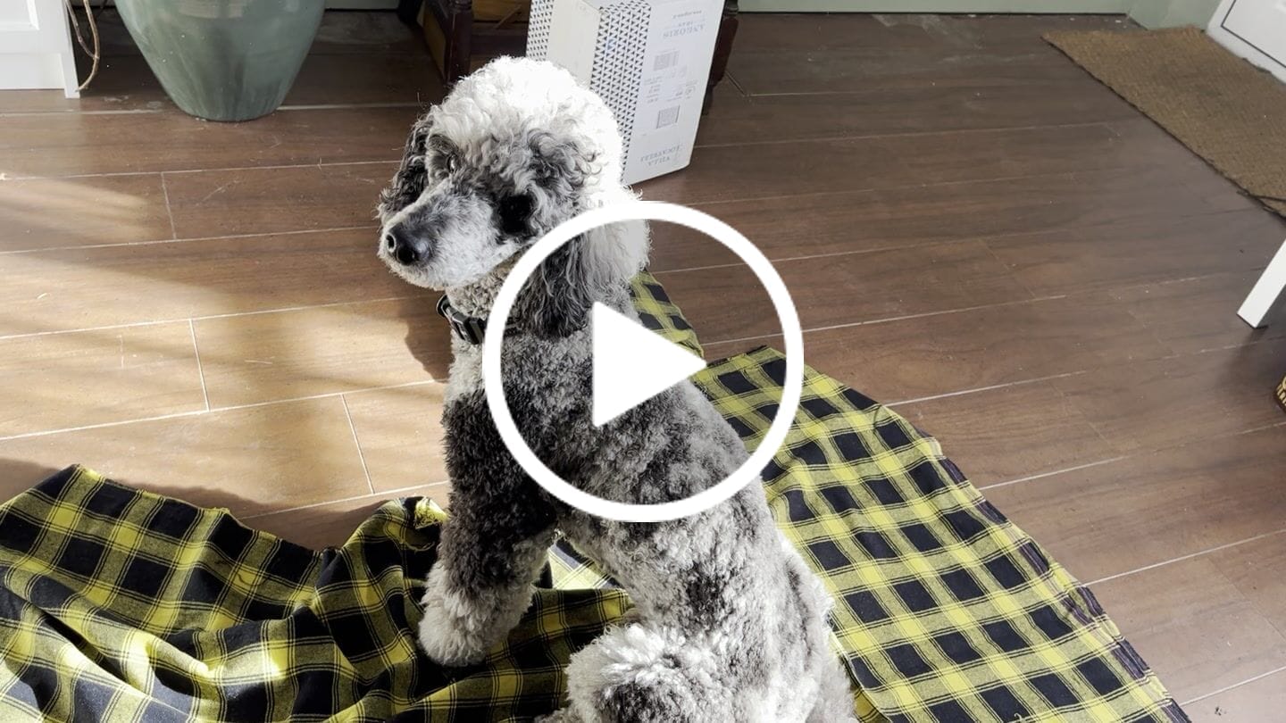Customer video review of Mustard and Black Tartan Brushed Cotton Fabric