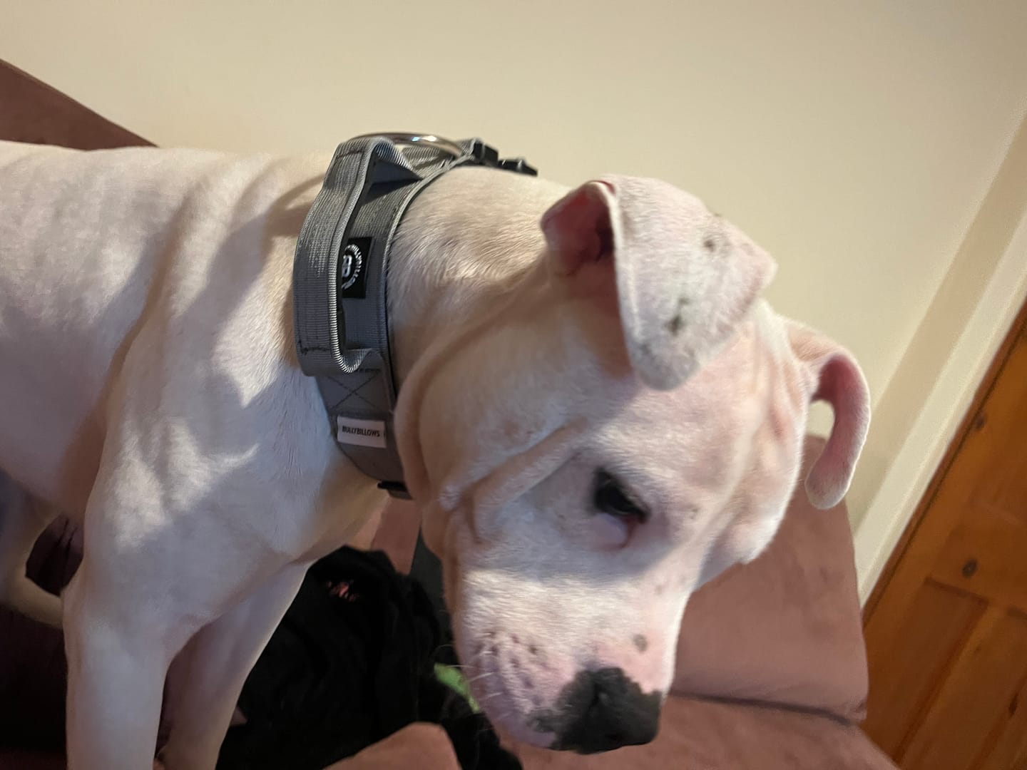 Customer photo review of 5cm Combat® Collar | With Handle & Secure Clip - Metal Grey