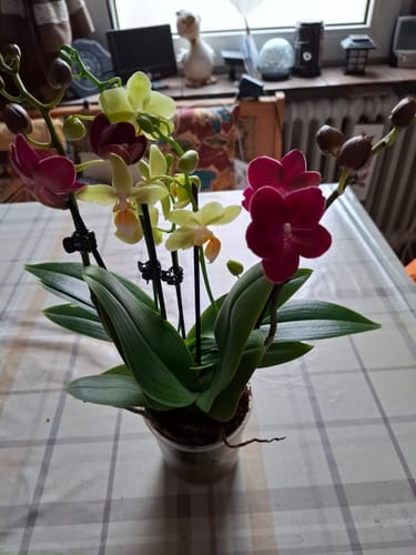 Customer photo review of Cocktail Orchidee mit gelb-roten Blüten und 5+ Rispen