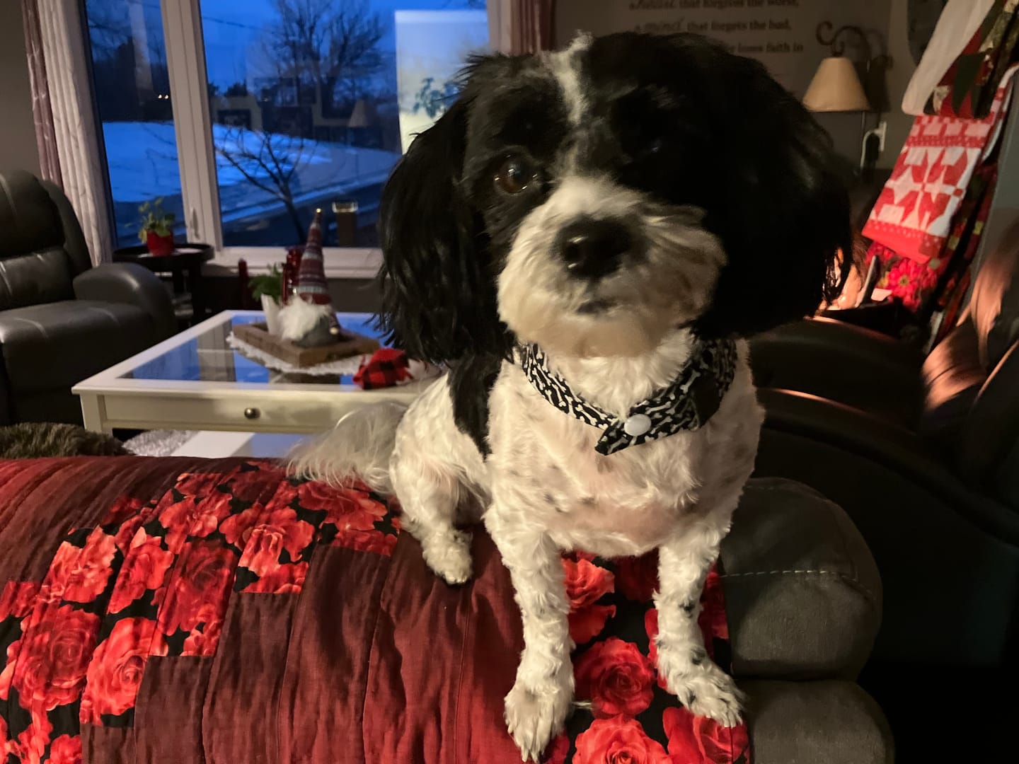 Customer photo review of 12 Inch Braided Jerky Stick