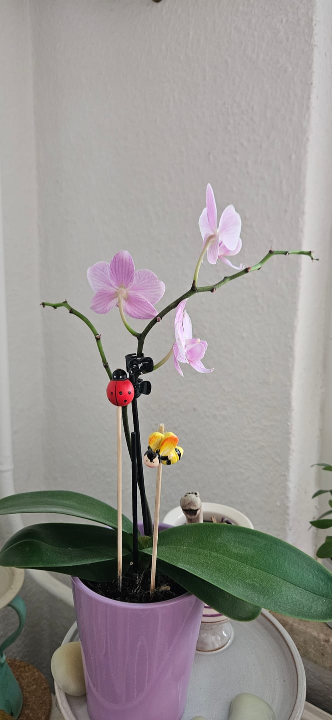 Customer photo review of Epidendrum Nordic Fire Dauerblüher mit orange-roten Blüten und 3+ Rispen