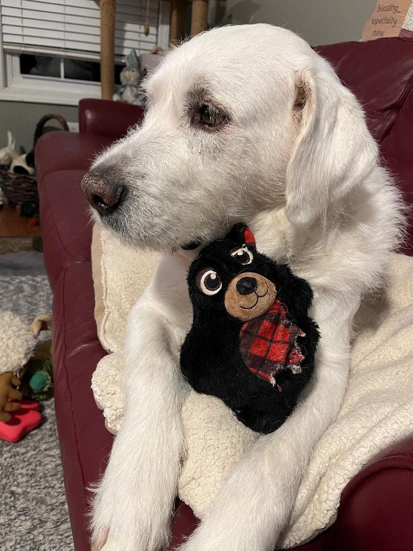 Customer photo review of 12 Inch Standard Bully Sticks