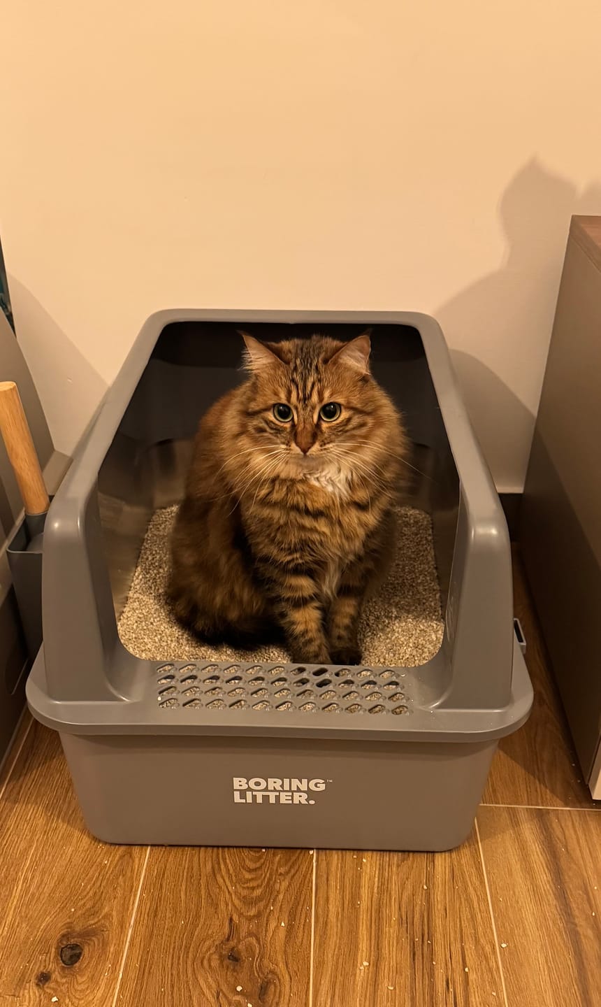Customer photo review of BORING LITTER - Lettiera in Acciaio INOX