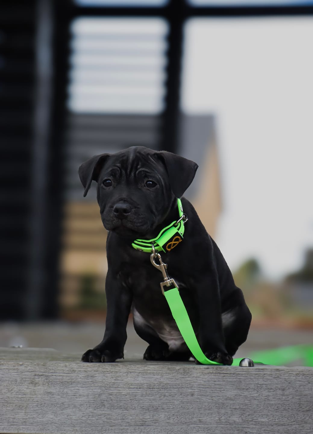 Customer photo review of Staffordshire Bull Terrier 1935® Puppy Collar & Leash Set - Neon Green