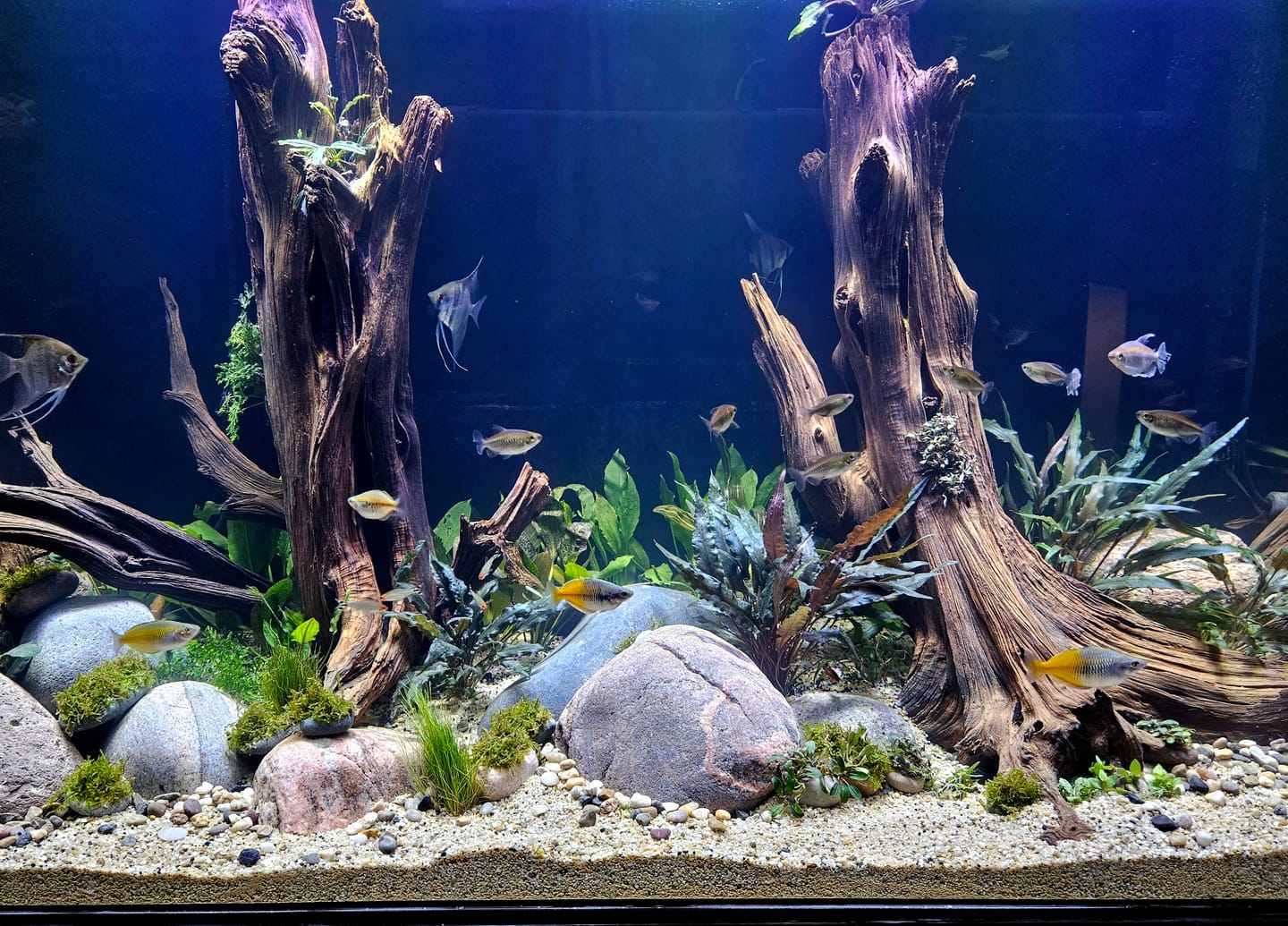 Customer photo review of CRINUM CALAMISTRATUM