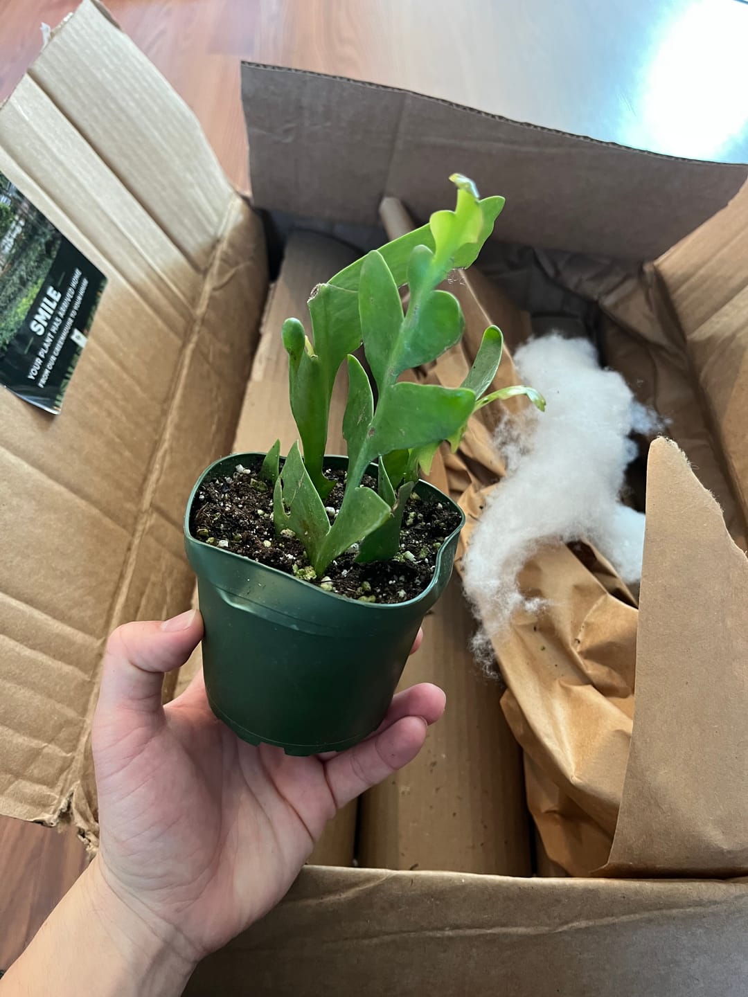 Customer photo review of Cactus Selenicereus chrysocardium "Sharktooth"