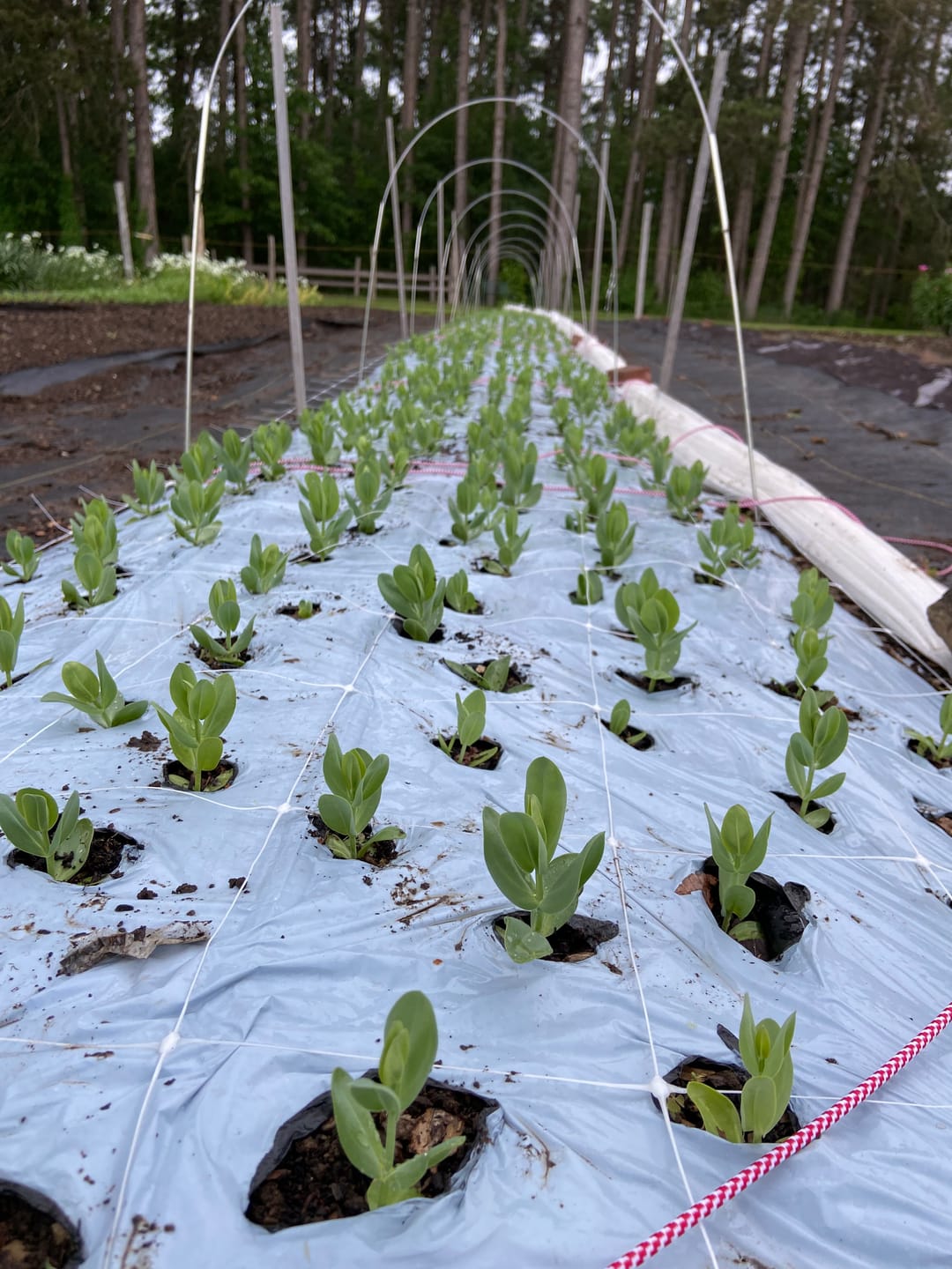 Customer photo review of Bio360 Biodegradable Mulch