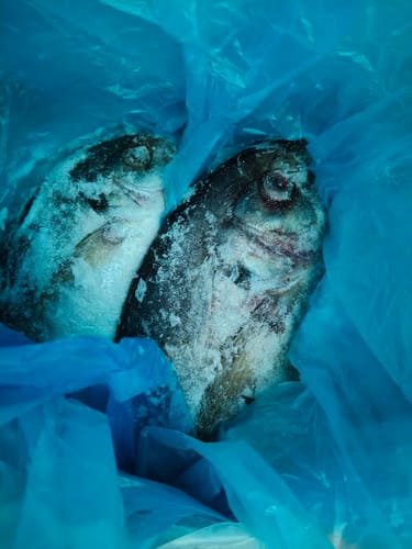 Customer photo review of 5KG Whole NZ Trevally Frozen