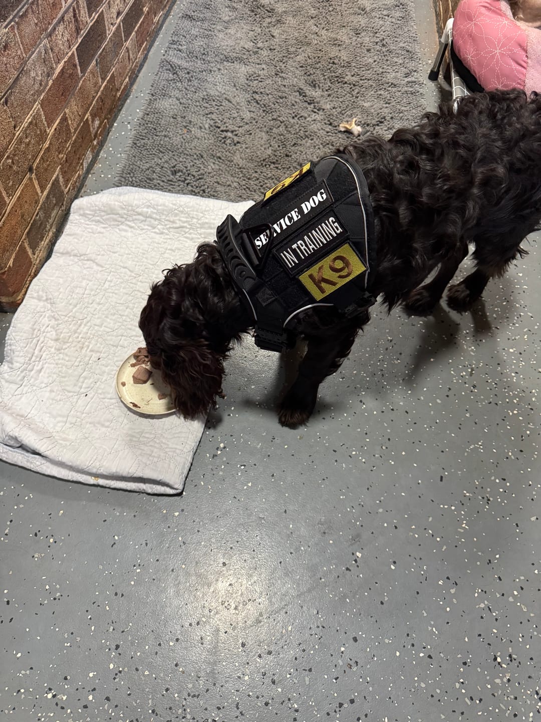 Customer photo review of Hook & Loop Patch Variety Bundle For Harness (Pack of 12)