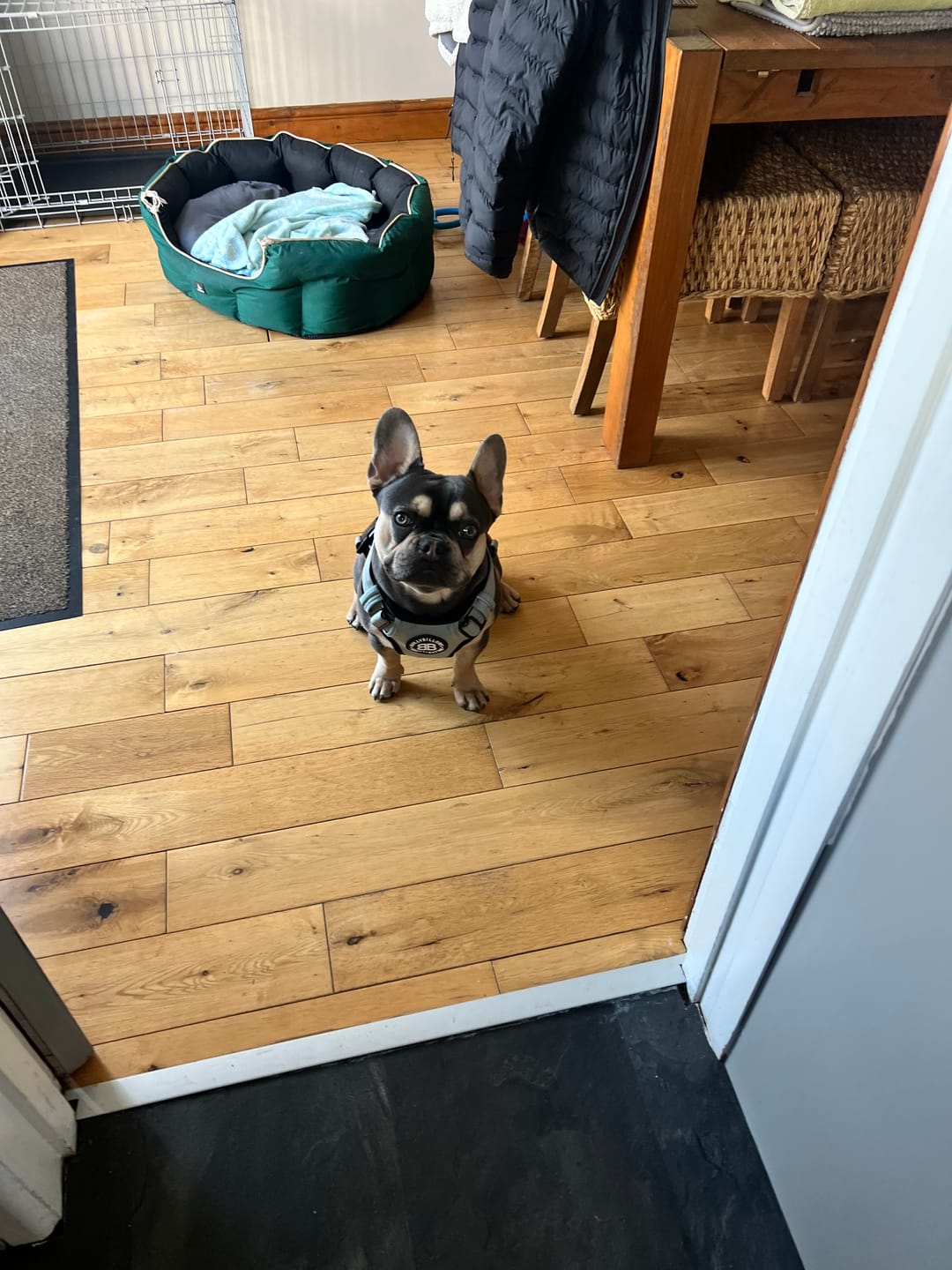 Customer photo review of Comfort Premium Harness | Non Restrictive - Metal Grey