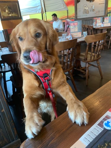 Customer photo review of Baume "Peau de pêche" pour chiens - Zone sensibles - 100% naturel