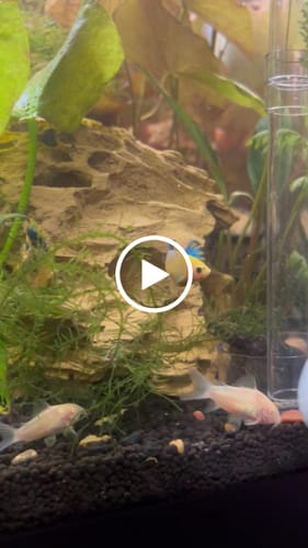 Customer video review of Fancy Yellow Start Female Betta Fish Sorority | Successful Sorority Pack