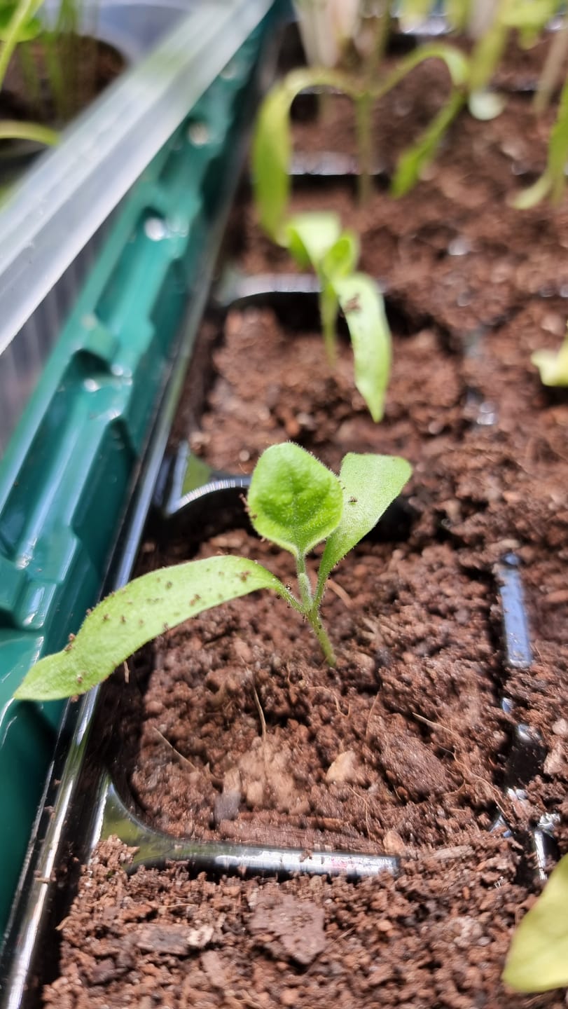Customer photo review of Aubergine ‘De Barbentane’