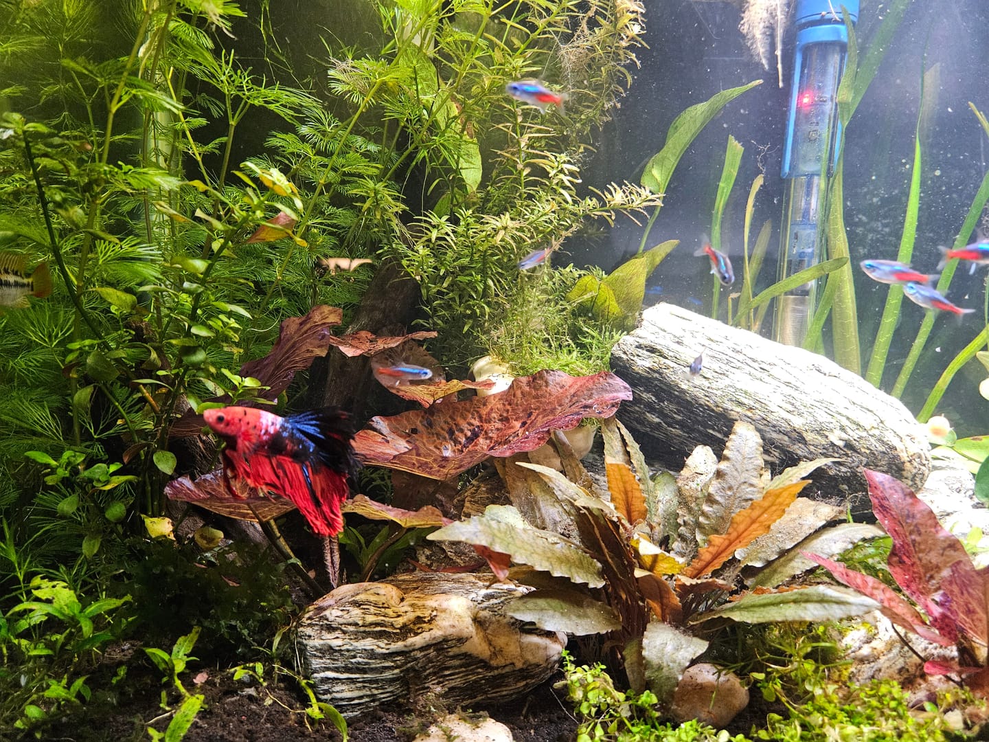 Customer photo review of Cryptocoryne Wendtii RED 'Mi Oya'