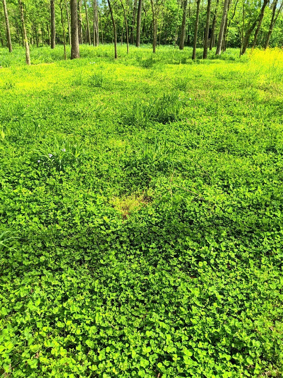 Customer photo review of Domain Pounder - Alfalfa