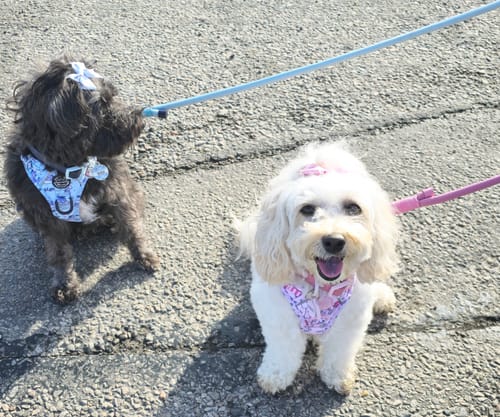 Customer photo review of Disney© Tough Trails™ Harness - Eeyore